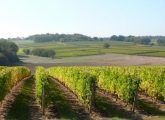 Le vignoble chablisien